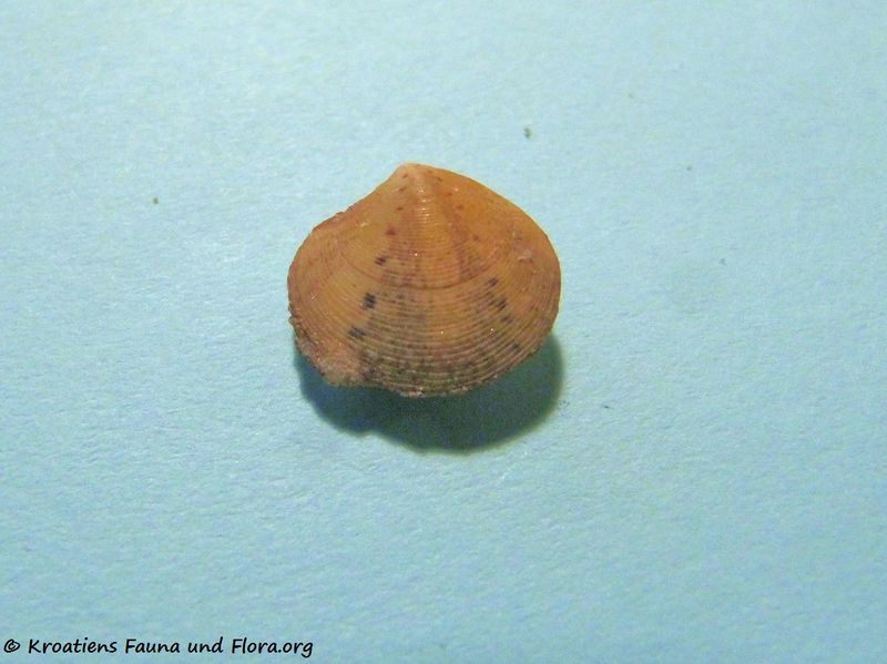 Datei:Gouldia minima Montagu, 1803 Vir 100918.jpg
