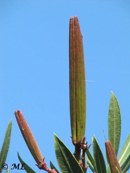Datei:Nerium oleander Linné, 1758, Vir 110909 20.jpg