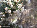 Blütenrispe mit frisch aufgeblühten Glöckchen, Vir 04/2015