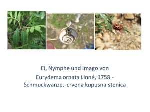 Hemimetabole Entwicklung bei Insekten.jpg