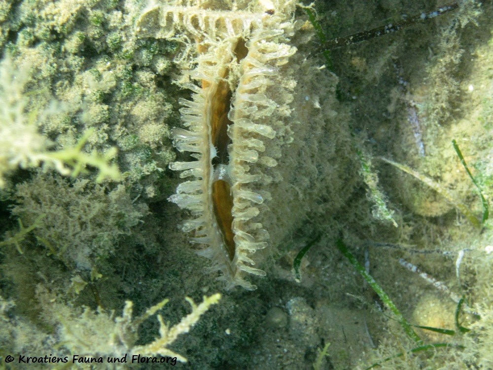 DateiPinna nobilis Linné, 1758, Vir 120909 2078.jpg Kroatiens Fauna