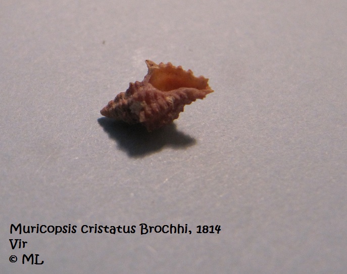 Datei:Muricopsis cristatus Brochhi, 1814, Vir 090628 02.jpg