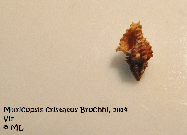 Datei:Muricopsis cristatus Brochhi, 1814, Vir 090628 03.jpg