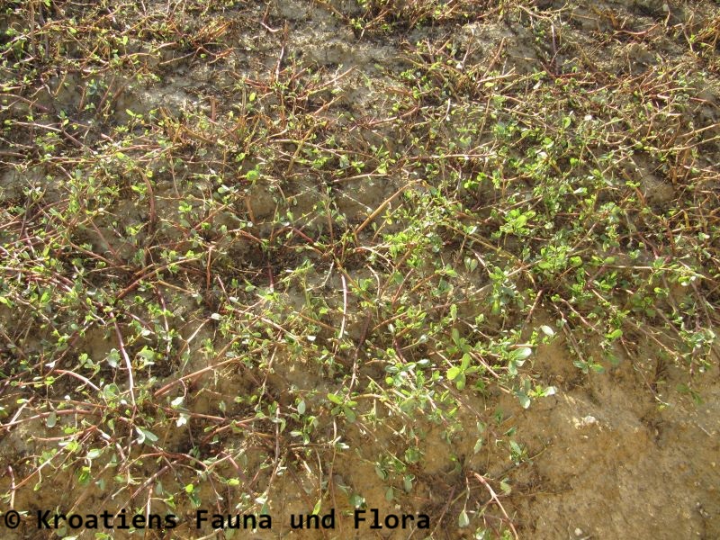 Datei:Portulaca oleracea Linné, 1753 Hab Vir 110903 48.JPG