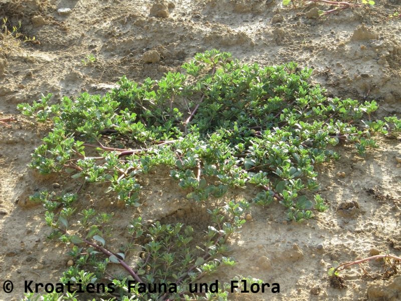 Datei:Portulaca oleracea Linné, 1753 Hab Vir 110903 52.JPG