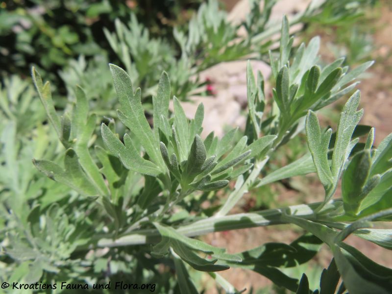 Datei:Artemisia absinthium Linné, 1753 Nin 200708 1066.JPG