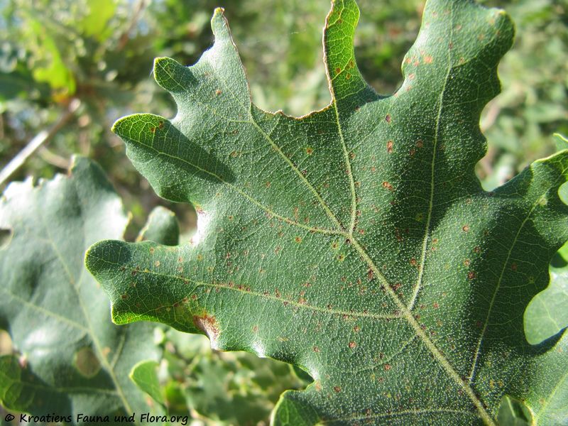 Datei:Quercus pubescens Willdenow, 1796 Bla2 Smo 150730 1445.jpg