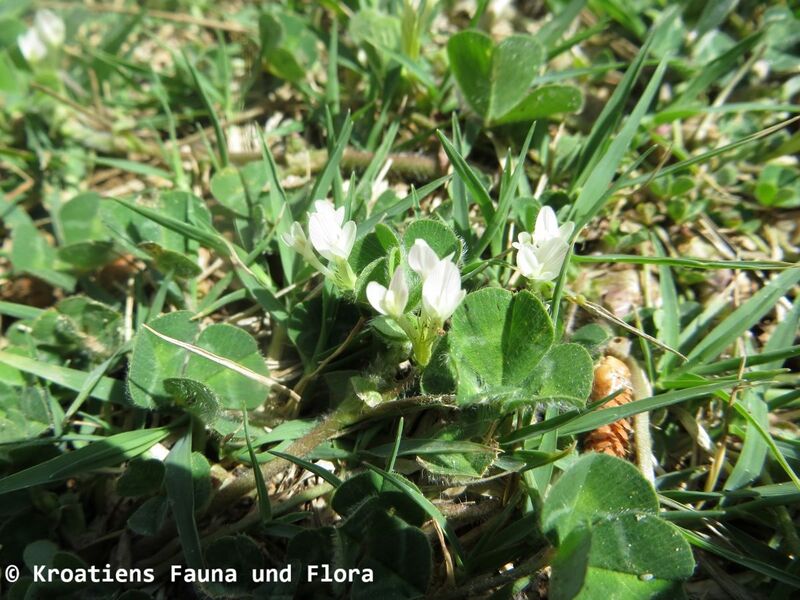Datei:Trifolium subterraneum Vir Hab 180413 12052.JPG
