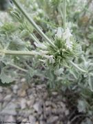 Marrubium incanum Desroussaux, 1789 - Wolliger Andorn, bijela marulja. Fundort: Kamenjak 06/2018, Heilpflanze, Giftpflanze, Zierpflanze