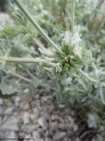 Marrubium incanum Desroussaux, 1789 - Wolliger Andorn, bijela marulja. Fundort': Kamenjak 06/2018, Heilpflanze, Giftpflanze, Zierpflanze