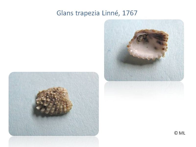 Datei:Glans trapezia Linné, 1767.jpg
