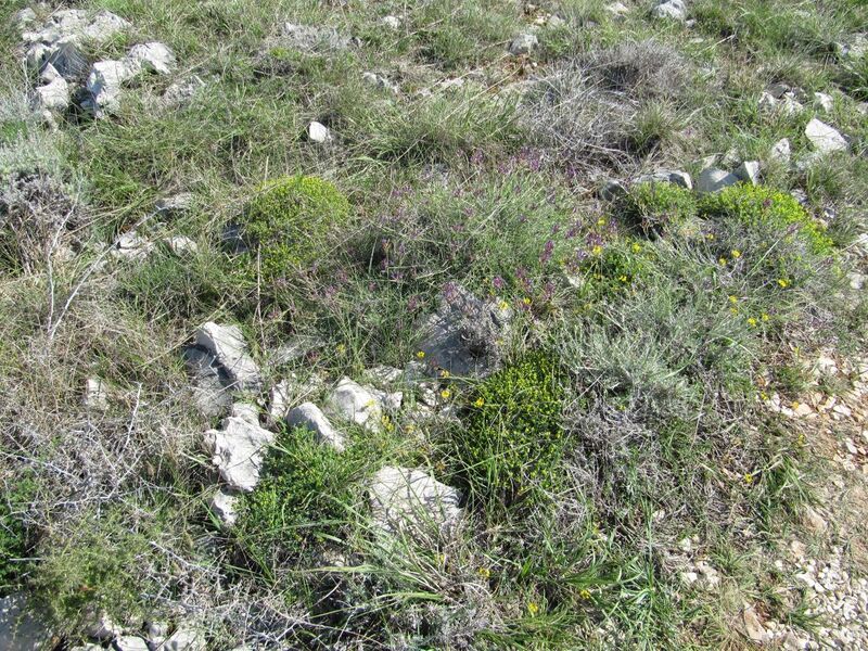 Datei:120505 292 Vir K.JPG