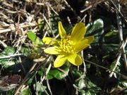 Ficaria verna Hudson, 1762 - Frühlings - Scharbockskraut, zlatica. Fundort: Murvica 02/2016, Giftpflanze