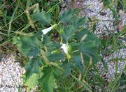 Datura stramonium Linné, 1753 - Gemeiner Stechapfel, kužnjak Vir 09/2011, Giftpflanze , Heilpflanze