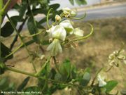Japanischer Schnurbaum, Japanska sofora. Fundort: Nin 07/2015, Giftpflanze, Heilpflanze, Invasive Pflanze, Zierpflanze, Baum, Essbare Pflanze (Blüten)