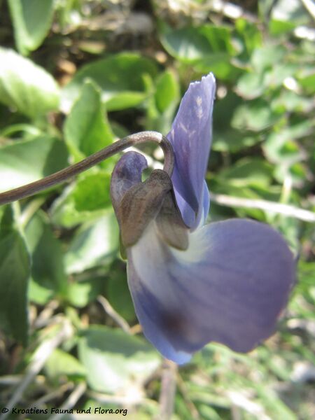 Datei:Viola canina Linné, 1753 Vir 170316 5853.jpg