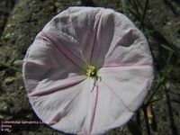 Kantabrische Winde, ružičasti slak. Fundort: Prizna 05/2012, Giftpflanze