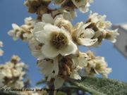 Eriobotrya japonica (Thunberg) Lindley, 1821 - Japanische Wollmispel, japanska mušmula. Fundort: Petrčane 10/2012. Invasive Pflanze , Essbare Pflanze