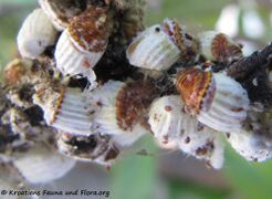 Vir 06/2012 auf Pittosporum tobira Dryander, 1811 - Chinesischer Klebsame, pitospor