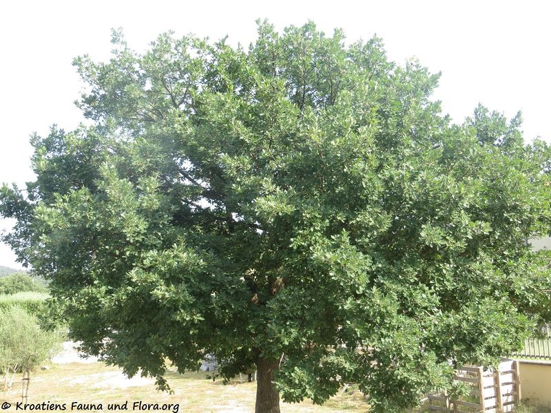 Datei:Quercus pubescens Willdenow, 1796 Pol 180606 13959.jpg