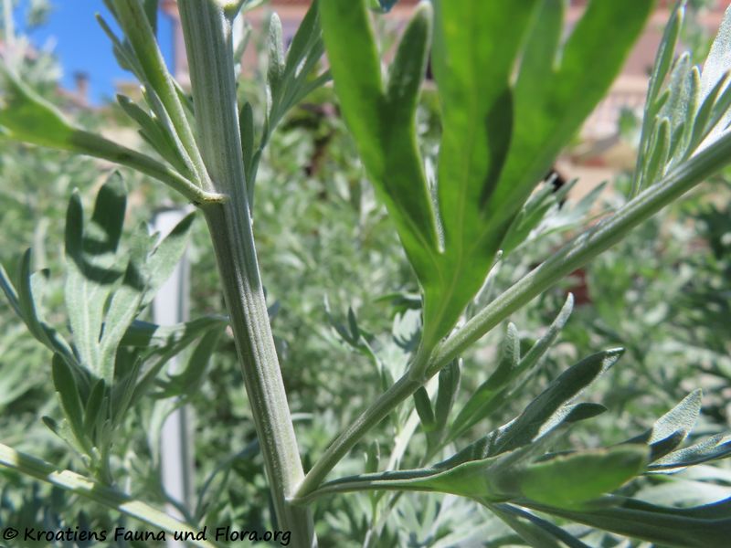 Datei:Artemisia absinthium Linné, 1753 Nin 200708 1067.JPG