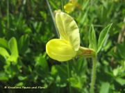 Lotus maritimus Linné, 1753 - Spargelschote, krilobod mohunasti, Fundort: Ždrijac 04/2016, Essbare Pflanze, Heilpflanze