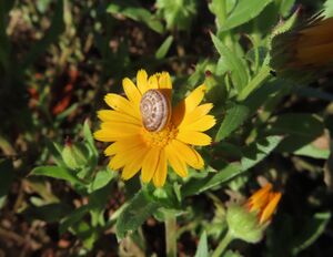 Calendula arvensis Linné, 1753 260130 7299.JPG