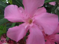 Nerium oleander 'Petite Pink' Vir 06/2011
