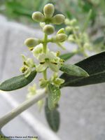 Olea europaea Linné, 1753 - Olivenbaum, maslina. Fundort: Vir 05/2012, Heilpflanze, Essbare Pflanze