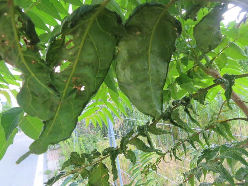 Datei:Ailanthus altissima WFlo 260719 9781.JPG