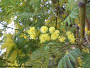 Acacia dealbata Link, 1822 - Silber-Akazie, Fundort: Sv. Filip i Jakov 01/2018, Invasive Pflanze