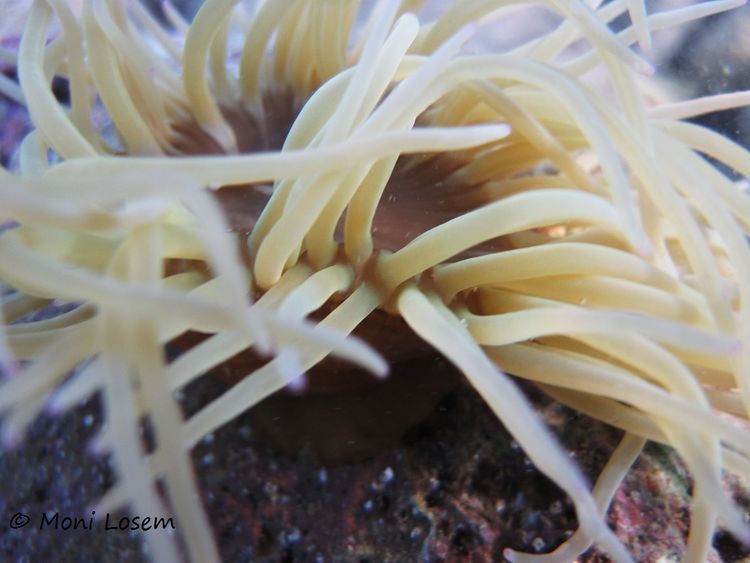 Anemonia sulcata Pennant, 1777 Kroatiens Fauna und Flora