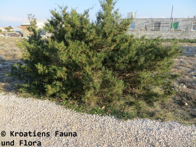 Datei:Juniperus phoenicea Linné, 1753 Vir 130210 0285 K.JPG
