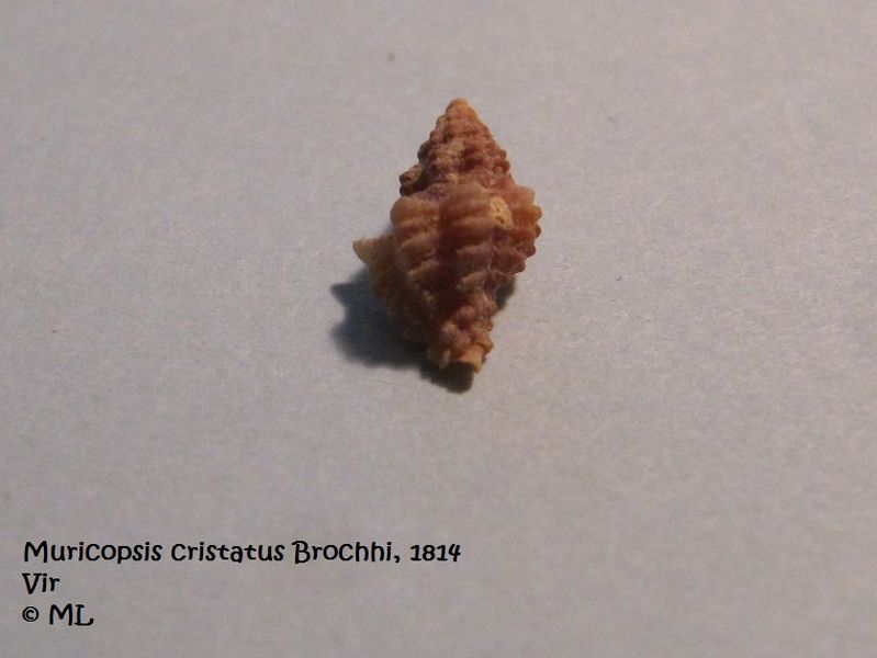 Datei:Muricopsis cristatus Brochhi, 1814, Vir 090628 01.jpg