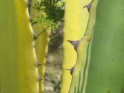 Agave americana Linné, 1753 – Agave, Fundort: Vir, Heilpflanze, Invasive Pflanze