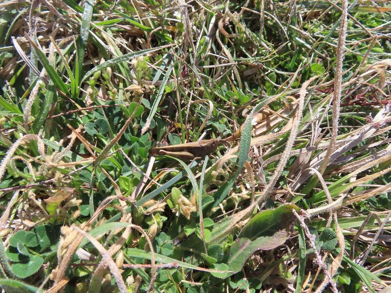 Datei:Aiolopus strepens Vir 260404 8061.JPG