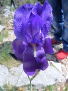 Iris pallida subsp. illyrica (Tomm. ex Vis.) K.Richt, 1890 - Istrien-Schwertlilie, ilirska perunika. Fundort: Kamenjak 04/2019, endemische Pflanzen, Gefährdete Pflanze, Heilpflanze, Zierpflanze