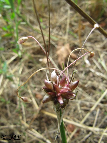 Datei:Allium oleraceum Linné, 1753 Dra 130821 3721.jpg