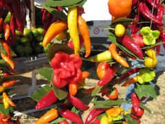 Verschiedene Chilisorten, Markt in Benkovac 09/2015