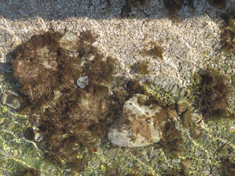 Datei:Kies 260303 7672.JPG