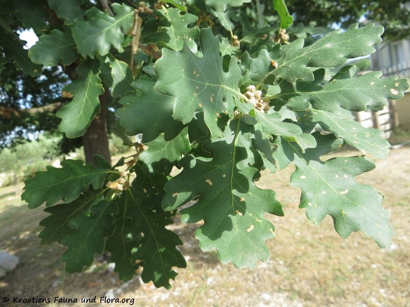 Datei:Quercus pubescens Willdenow, 1796 Pol 180606 13962.jpg