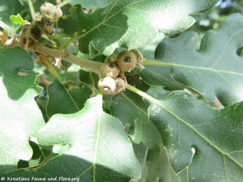 Datei:Quercus pubescens Willdenow, 1796 Pol 180606 13964.jpg