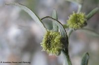 Artemisia absinthium Linné, 1753 - Wermut, pelin. Fundort: Senj 12/2013, Giftpflanze , Heilpflanze