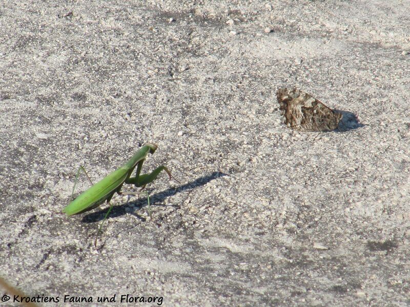 Datei:Mantis religiosa Linné, 1758 Fre Vir 130924 4352a.jpg