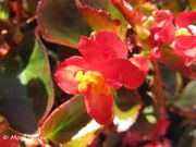 Begonia semperflorens-cultorum Hort. - Eisbegonie, begonija. Fundort: Nin, Zemunik Donji