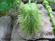 Igel-Gurke, uljna bučica. Fundort: Bokanjac 10/2015, Giftpflanze , Heilpflanze, Zierpflanze, Invasive Pflanze
