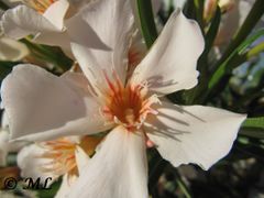 Nerium oleander 'Album' Vir 06/2011
