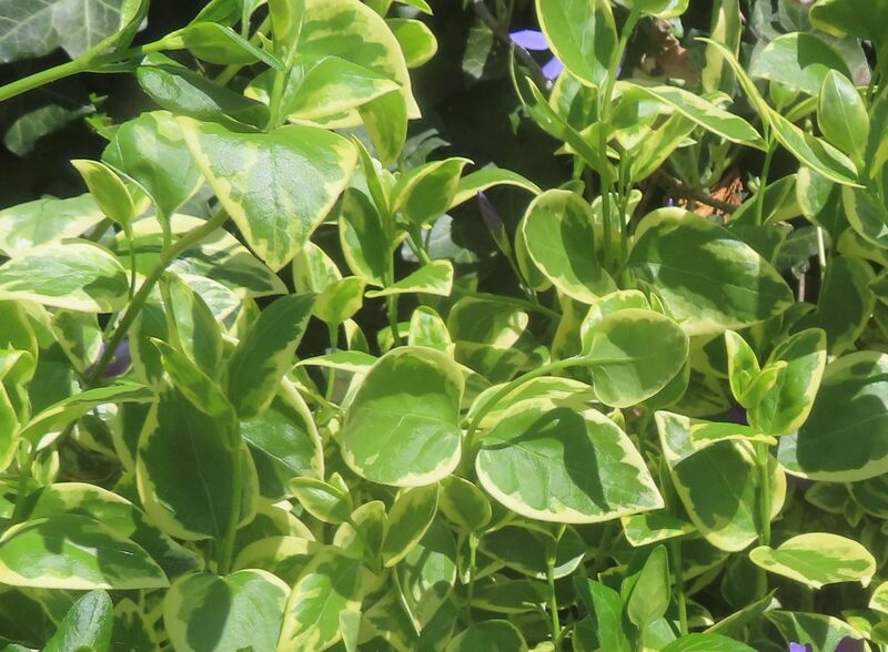 Datei:Vinca major Linné, 1753 Stein D 250419 8132.JPG