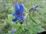 Buglossoides purpurocaerulea (L.) Johnston, 1954 - Purpurblauer Steinsame, ulog trava. Fundort: Zadar 04/2014, Giftpflanze, Heilpflanze, Zierpflanze