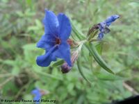 Buglossoides purpurocaerulea (L.) Johnston, 1954 - Purpurblauer Steinsame, ulog trava. Fundort: Zadar 04/2014, Giftpflanze, Heilpflanze, Zierpflanze